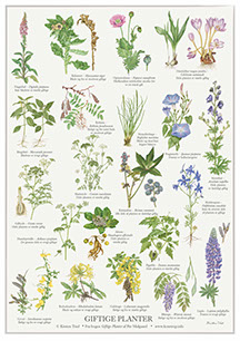 Giftige planter